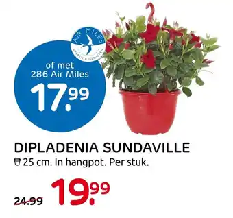 Praxis Dipladenia Sundaville 25 cm aanbieding