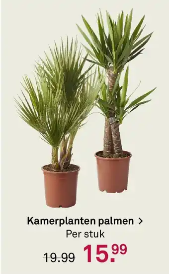 Karwei Kamerplanten palmen aanbieding