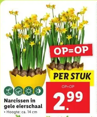 Lidl Narcissen in gele eierschaal aanbieding