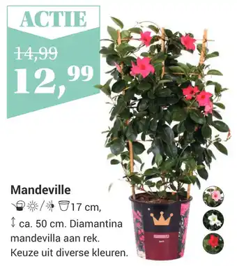 Tuincentrum Osdorp Mandeville aanbieding