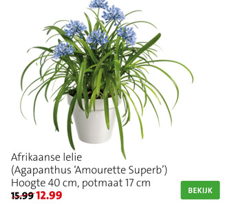 Intratuin Afrikaanse lelie hoogte 40 cm, potmaat 17 cm aanbieding