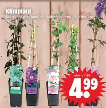 Dirk Klimplant aanbieding