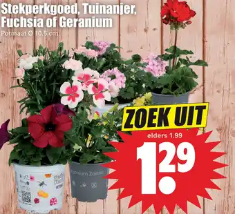Dirk Stekperkgoed, Tuinanjer, Fuchsia of Geranium aanbieding