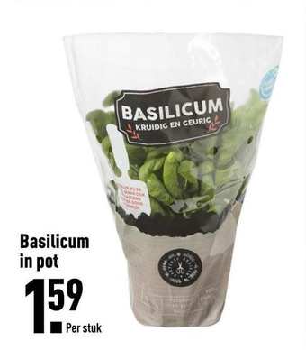 ALDI Basilicum in pot aanbieding