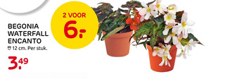 Praxis Begonia Waterfall Encanto aanbieding