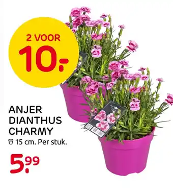 Praxis Anjer Dianthus Charmy aanbieding