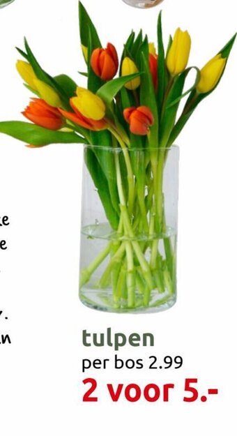 Deka Tuin Tulpen aanbieding
