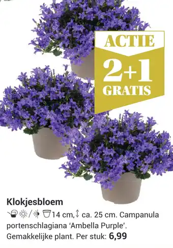 TuinWereld Klokjesbloem ben aanbieding