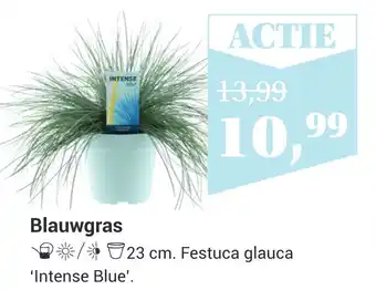 TuinWereld Blauwgras aanbieding