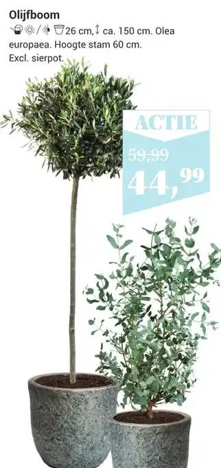 TuinWereld Olijfboom aanbieding