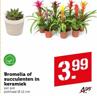 Coop Bromelia of Succulentenin keramiek aanbieding