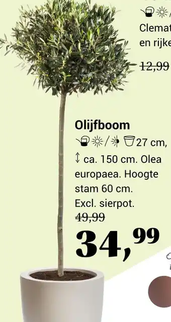 Groencentrum Hoogeveen Olijfboom aanbieding