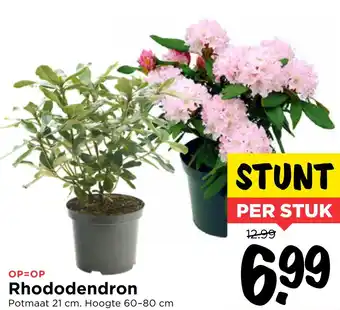 Vomar Voordeelmarkt Rhododendron aanbieding