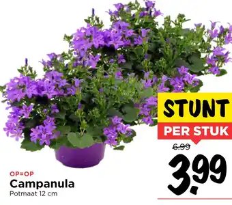 Vomar Voordeelmarkt Campanula aanbieding