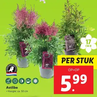 Lidl Astilbe 50cm aanbieding