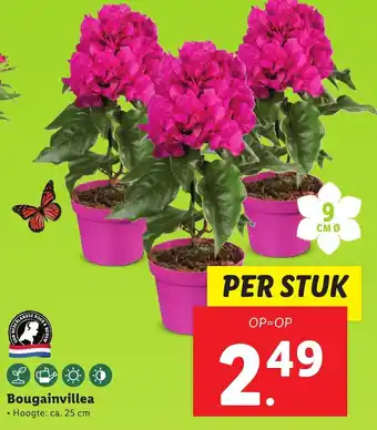 Lidl Bougainvillea aanbieding