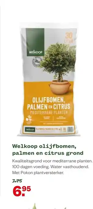 Welkoop Olijfbomen palmen en citrus grond aanbieding