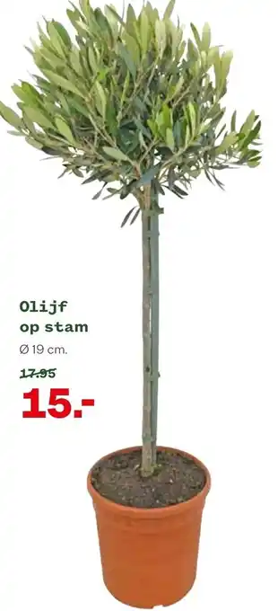 Welkoop Olijf op stam 19 cm aanbieding