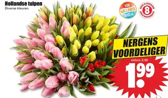 Dirk Hollandse tulpen aanbieding