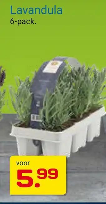 Kluswijs Lavandula 6-pack aanbieding