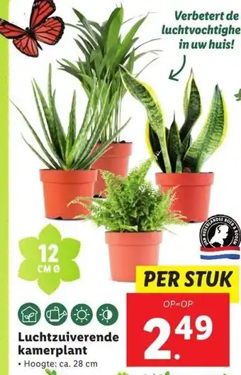 Lidl Luchtzuiverende kamerplant aanbieding