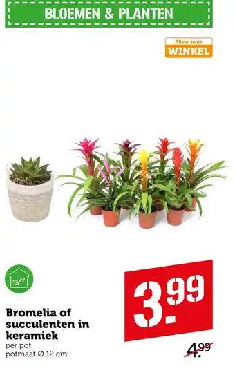 Coop Bromelia of succulenten in keramiek aanbieding