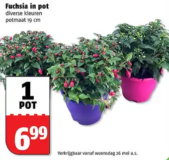 Poiesz Fuchsia in pot aanbieding