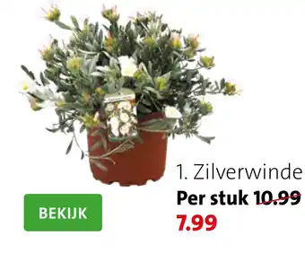 Intratuin Zilverwinde aanbieding