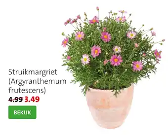 Intratuin Struikmargriet (Argyranthemum frutescens) aanbieding