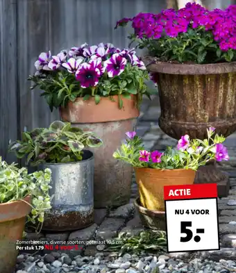 Intratuin Zomerbloeiers aanbieding