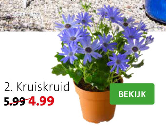 Intratuin Kruiskruid aanbieding