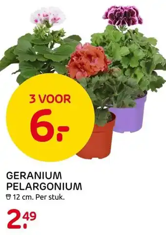 Praxis GERANIUM PELARGONIUM aanbieding