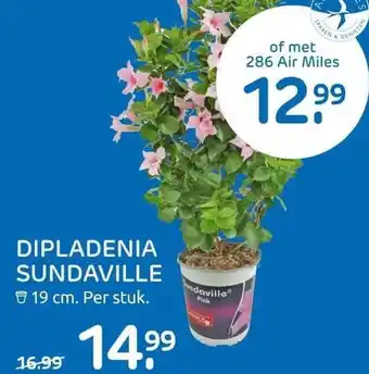 Praxis DIPLADENIA SUNDAVILLE 9 19 cm. Per stuk. aanbieding