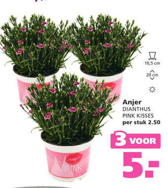 Ranzijn Anjer aanbieding
