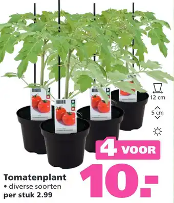 Ranzijn Tomatenplant aanbieding