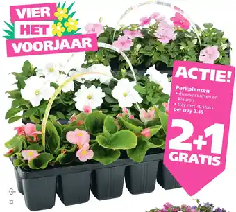 Ranzijn Perkplanten aanbieding