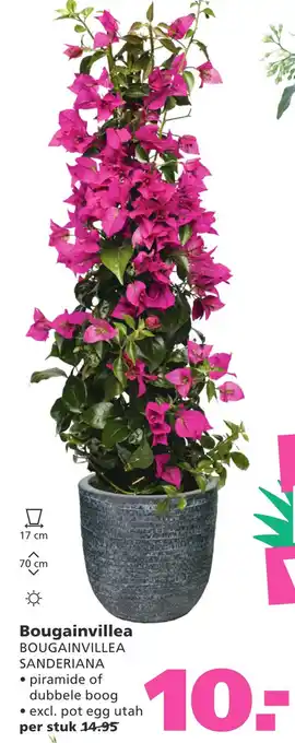 Ranzijn Bougainvillea aanbieding