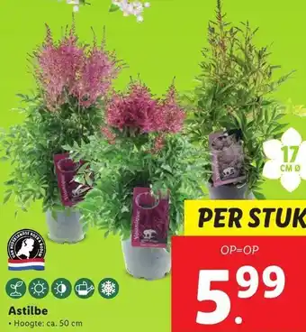 Lidl Astilbe aanbieding