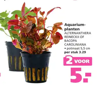 Ranzijn Aquarium- planten aanbieding