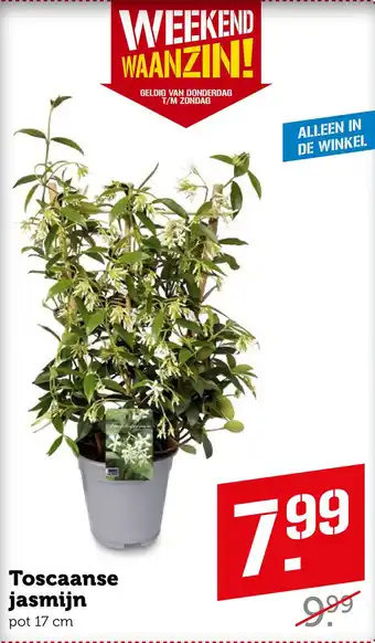 Coop Toscaanse jasmijn aanbieding