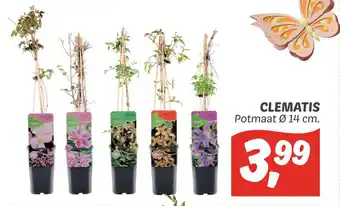 Dekamarkt Clematis aanbieding