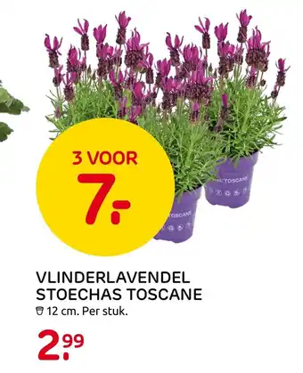 Praxis Vlinderlavendel stoechas toscane 12cm aanbieding