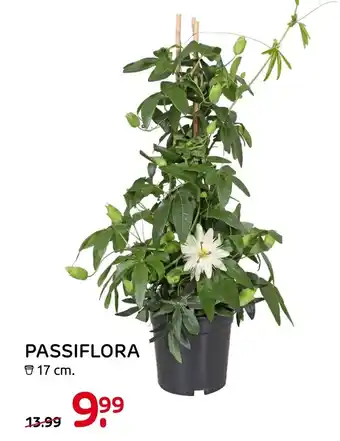 Praxis Passiflora 17cm aanbieding