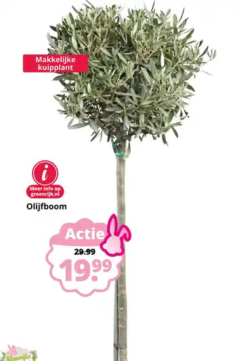 GroenRijk Olijfboom aanbieding