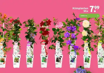 GAMMA Klimplanten Mix aanbieding