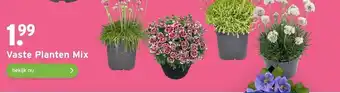 GAMMA Vaste Planten Mix aanbieding