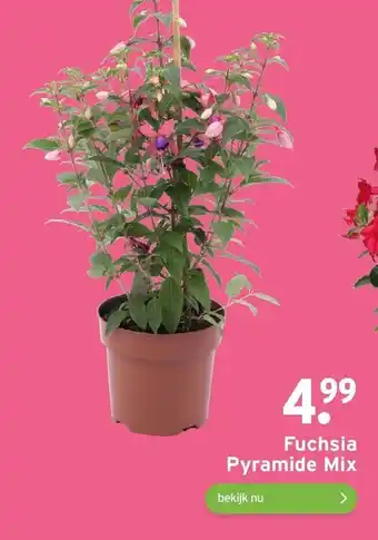 GAMMA Fuchsia Pyramide Mix aanbieding