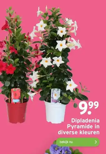 GAMMA Dipladenia Pyramide in diverse kleuren aanbieding