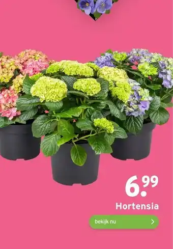 GAMMA Hortensia aanbieding