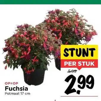 Vomar Voordeelmarkt Fuchsia aanbieding